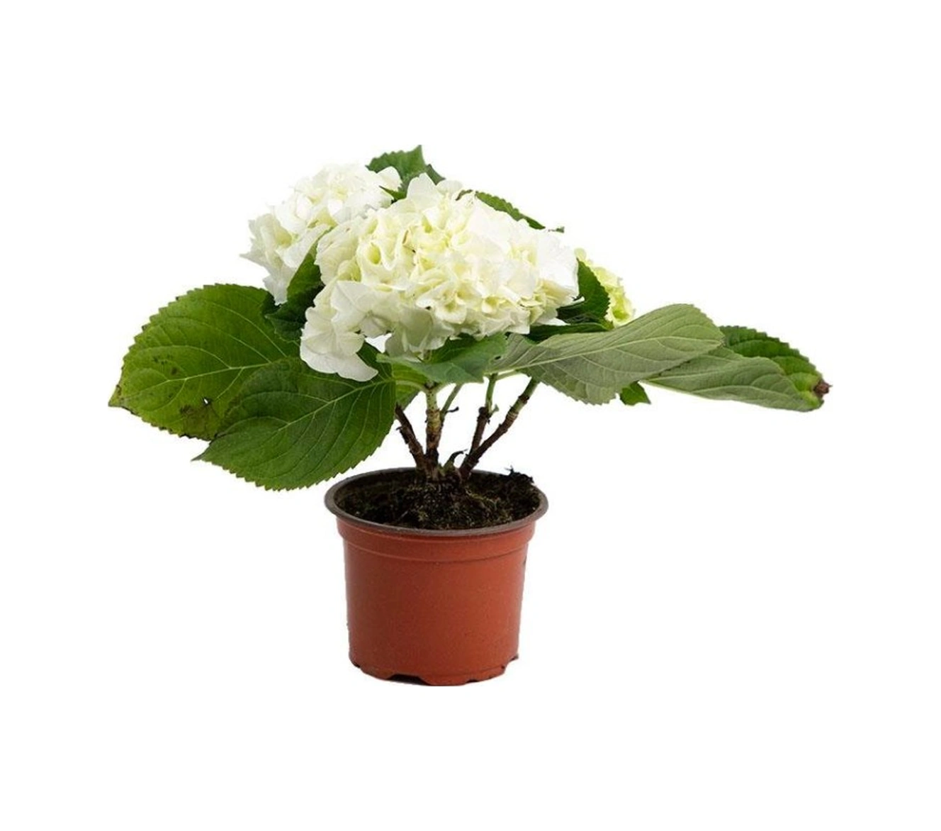 Ortanca Fidanı Hydrangea Macrophylla , Beyaz 10-20 Cm