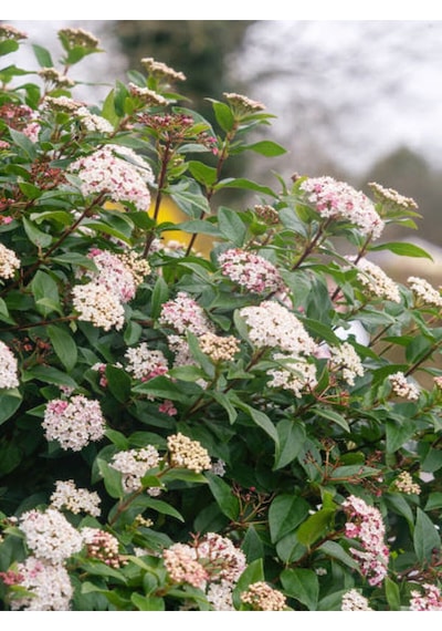 Videolu Lucidum Kartopu Çit Bitkisi 1 Adet Saksılı/ Tüplü 100-120cm Viburnum Tinus Lucidum