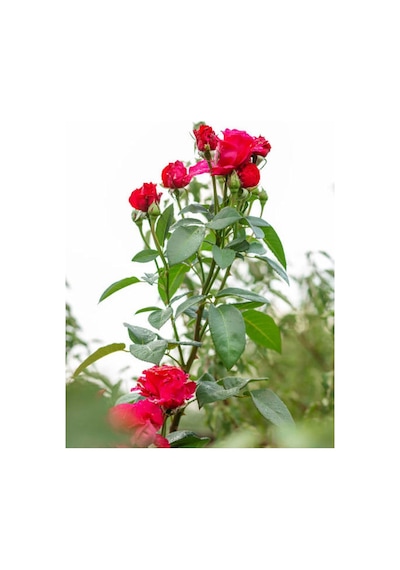 Videolu Yediveren Kırmızı Beyaz Lila Çeşitli 3 Adet 25 60 Cm Saksılı/tüplü Red LWhite Rose