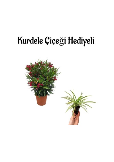 Kırmızı Renk Bodur Zakkum Fidanı Sevgilier Gününe Özel Kurdele Çiçeği Hediyeli
