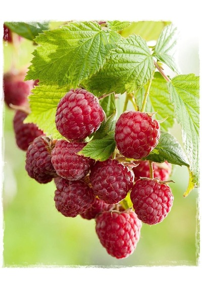 3 Lü Ahududu Fidanı Seti 1 Yaşında Rubus İdaeus Bahçeniz İçin