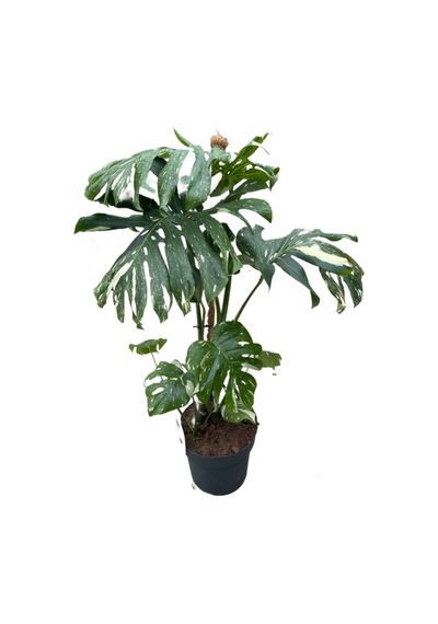 Monstera Deliciosa 'Thai Constellation' (Deve Tabanı) Ø27 CM Y100-125 CM