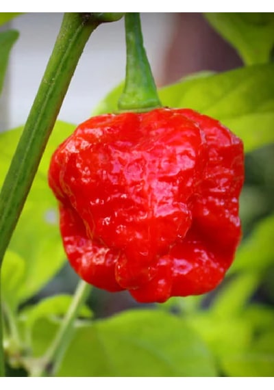 Trinidad Moruga Scorpion / 1.2 Milyon Scoville - Gerçek Taze Acı Biber