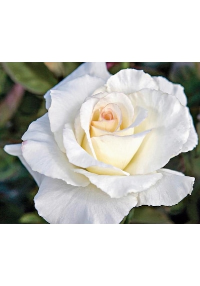 Serada Decor Plant Beyaz Sarmaşık Gül Fidanı Kokulu Tüplü 1. Kalite 90-140 Cm