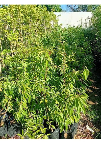 Yeşil Deniz Fidancılık Tüplü Gülhaven Şeftali Fidanı 70-120 Cm