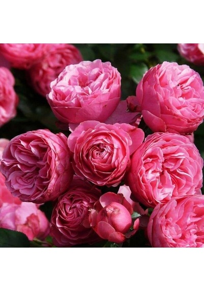 Tüplü Aşılı Pomponella Pembe Yediveren Kokulu Gül Fidanı