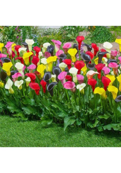 Ithal Karışık Calla Lily Tohumu Ekim Seti