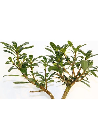 Bonsai Pitosporum Yıldız Çalısı - 7 Yaşında Kiremit Saksı