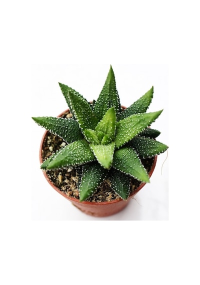 Haworthia Pumila 15 Adet
