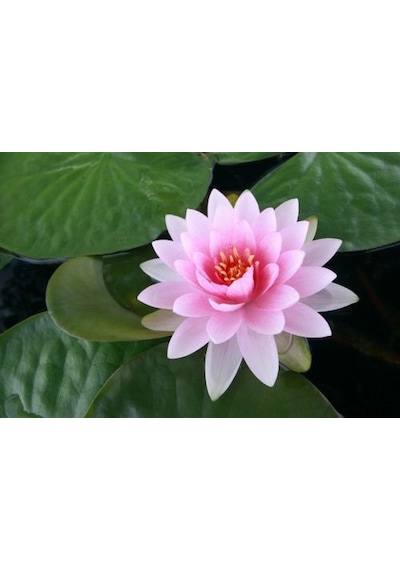 Eko Paket 5 Tohum İthal Lotus Tohumu Nilüfer Lotus Çiçeği Zambak