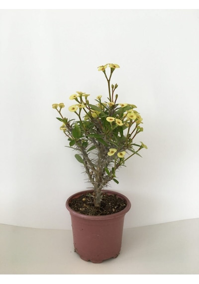 Videolu Milli Dikenler Tacı Küçük Çiçekli Sarı Renkli 15 40 Cm Saksılı Kaktüs Euphorbia