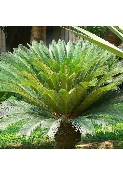 Cycas Tohumu 3 Tohum Sikas Tohumu + Tohum