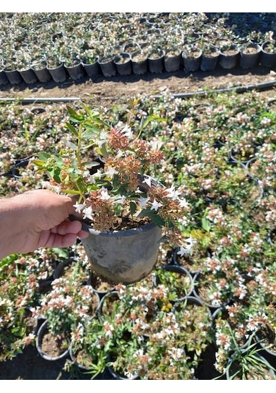 Abelya Çeçeği güzellik Çalısı 30-40 Cm Abelia Chinensis