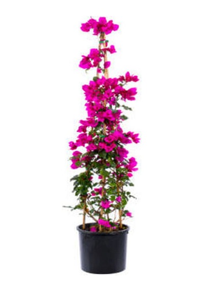 Videolu Pembe Renkli Begonvil Çiçeği Fidanı 70 100cm 1 Adet Saksılı Dış Mekan Bougainvillea