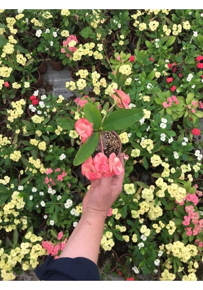 Videolu Dikenler Tacı Çiçekli Ithal Tayland Milli 20 40 Cm Saksılı Kaktüs Euphorbia