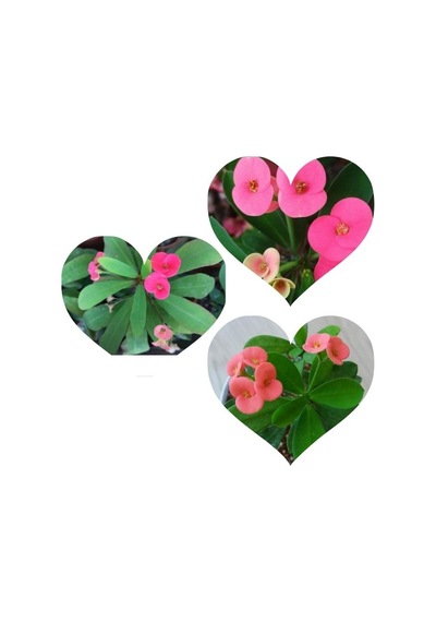 Pembe Japon Iğnesi Dikenler Tacı Euphorbia Milii 10-20 Cm