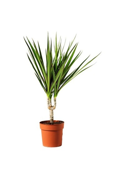 Ikea Dracaena Margınata Canlı Bitki, Yeşil, 12 Cm, Dragon Ağacı