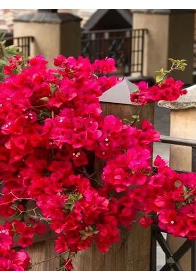 Videolu Kırmızı Begonvil Çiçeği 50-60cm 1 Adet Saksılı Çiçekli Bahçe Bitkisi Bougainvillea