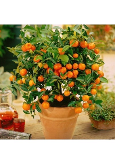 Bonsai Mandalina Ağacı Tohumu 2 Adet Tohum