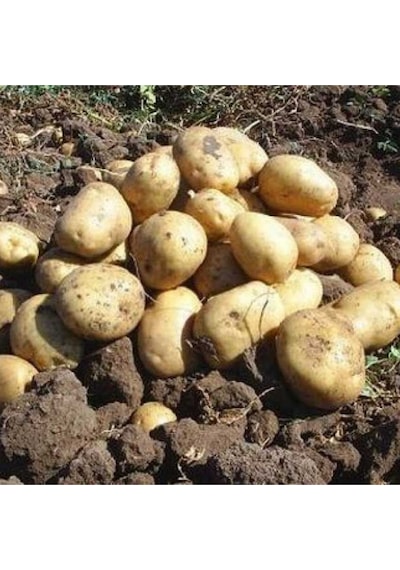 Afyon a Patates Kızartmalık / Yemeklik 10 Kg