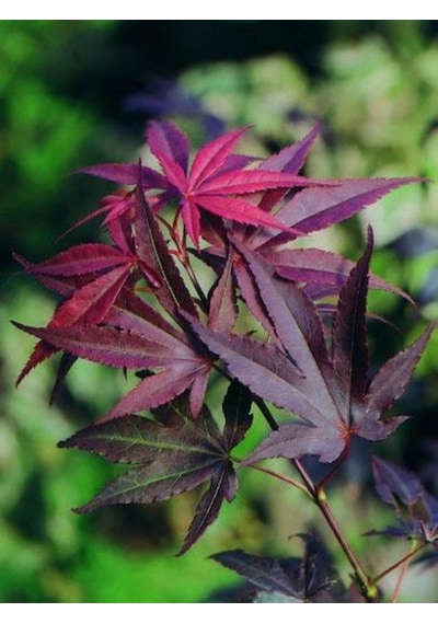 "kırmızı Yapraklı Japon Akçaağaç Fidanı - 40-50 Cm,