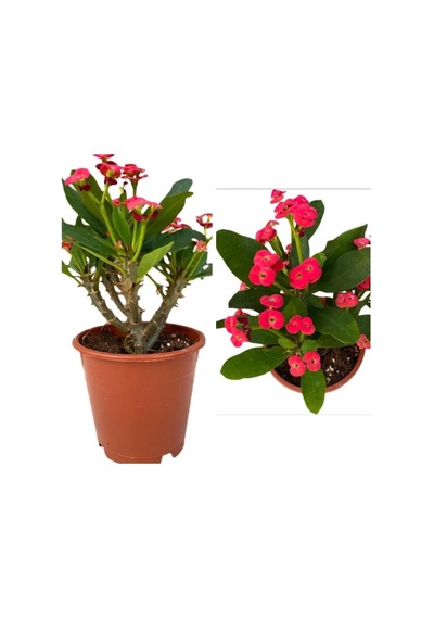 Orta Boy Dikenler Tacı Çiçeği Fidanı 10-20 Cm