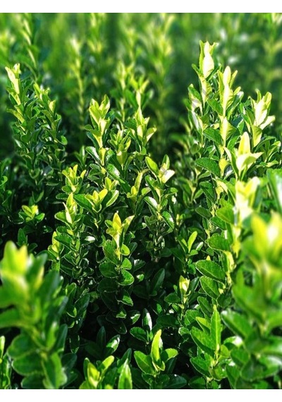 Videolu Yeşil Çıtır Taflan Çiçeği Fidanı 1 Adet Saksılı 20-40 Cm Çit Bitkisi Prunus Laurocerasus