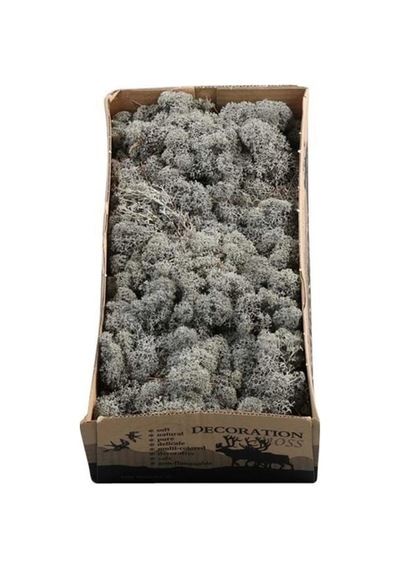 Reindeer Moss Antrasit Şoklanmış Norveç Yosunu 250gr