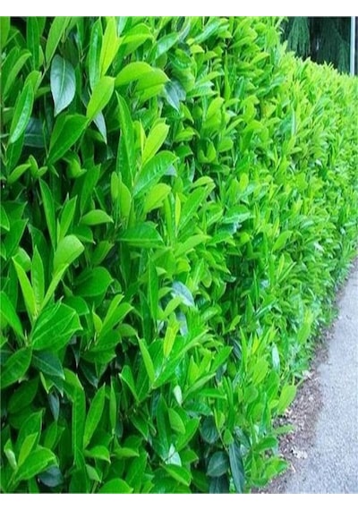Videolu Dış Mekan 1 Adet Çit Bitkisi Fidanı 50-80cm Saksılı Viburnum Tinus Lucidum
