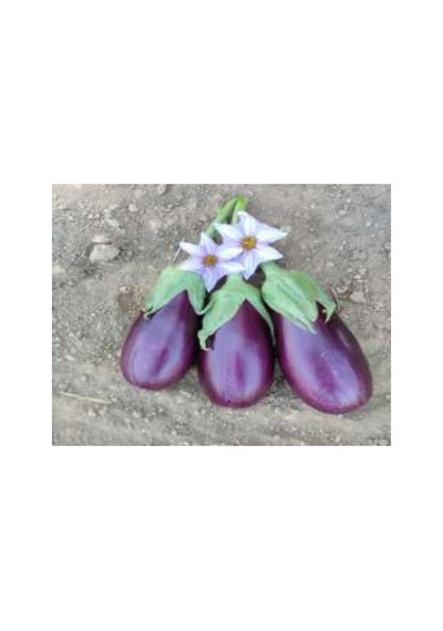 Adana Dolmalık Patlıcan Tohumu - 10 Gr