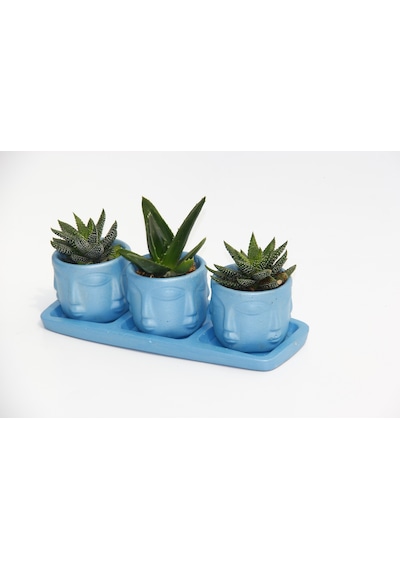 Trio Mavi Adler Sukulent Seti - Haworthia. Aloe Ferox