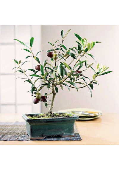 Nadir İthal Zeytin Bonzai Ağacı Tohumu 2 Tohum +