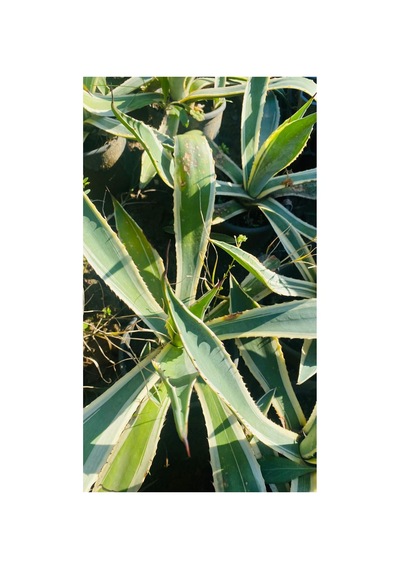 Alacalı Agave Bitkisi