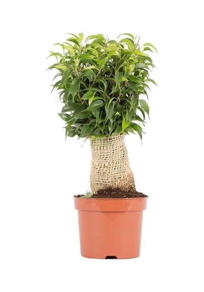 Ficus Benjamina Natasja Yeşil