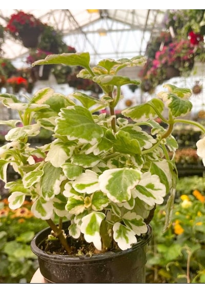 Plectranthus Forsteri Adaçayı Kokulu Bitki Sarkıcı Tür Saksılı 10-20cm