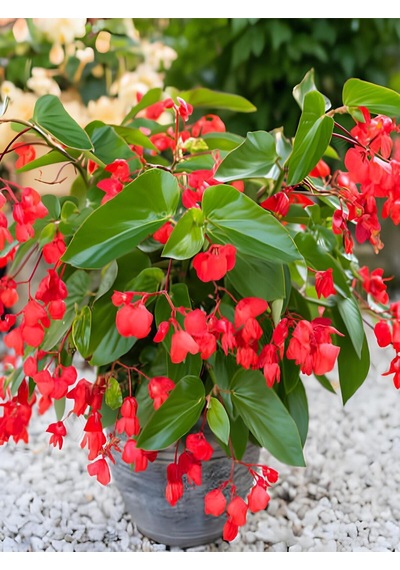 Videolu Kırmızı Begonya Küçük Hanım Çiçeği 1 Adet Saksılı 30-40 Cm Iç Mekan Bitkisi Red Begonia