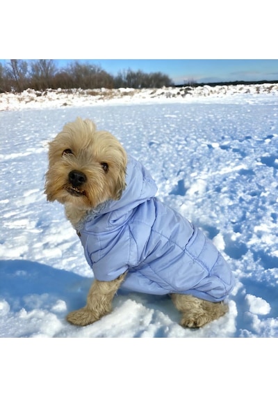 Baby Blue Comfy Köpek Montu, Köpek Ceketi, Köpek Dış Giyim