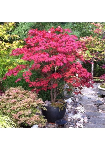Kırmızı Japon Akçaağacı Acer Palmatum Tohumu 10 Adet