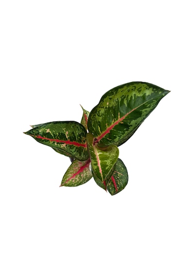 Aglaonema 'Dark Pink Star' (Çin Herdemyeşili) Ø12 CM Y25-30 CM