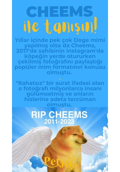 Petjoo 18.Cheems Sarı-Mavi Qr'lı Köpek Künyesi