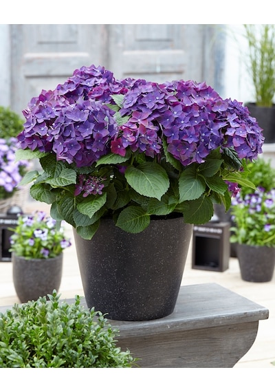 Ortanca – Hydrangea Macrophylla 20-40cm -Mor