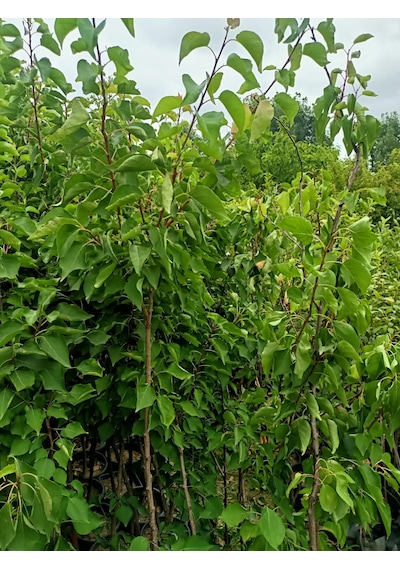 Yeşil Deniz Fidancılık Iğdır Kayısı Fidanı 100-150 Cm