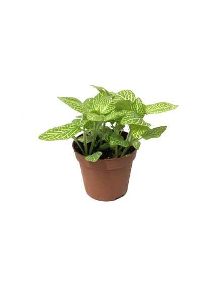 Fittonia - Yeşil Beyaz (Fitonya Çiçeği) Ø8,5 CM Y10-15 CM