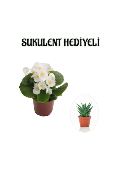 Hediyelik Beyaz Şeker Begonya Çiçeği Sevgililer Gününe Özel Sukulent Hediyeli