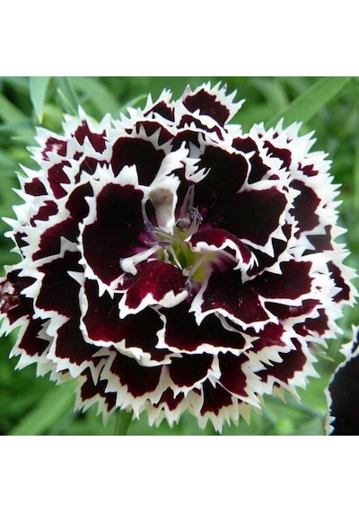 Dianthus Heddewigii Siyah Beyaz Karanfil Çiçeği Tohumu 100 Adet