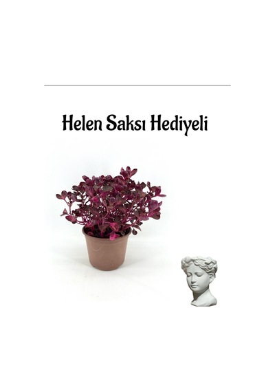 Sevgililer Gününe Özel Çingene Şalvarı Çiçeği Hele Saksı Hediyeli