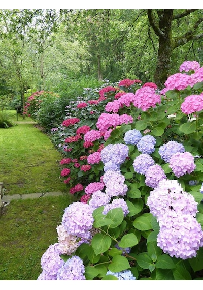 Ortanca Çiçeği Fidanı Tüplü Karışık Renkli Cinsi [hydrangea Macro