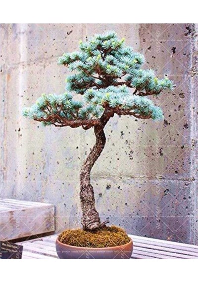 Bodur Mavi Selvi Bonzai Ağacı Tohumu 5 Adet Bonsai Ağacı Tohumu