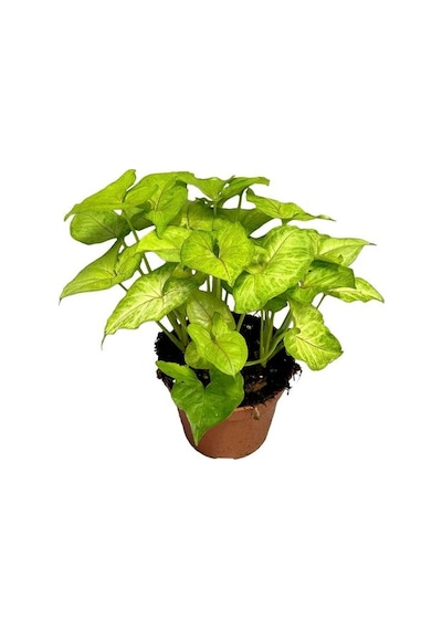 Singonyum Çiçeği Melek Kanadı 10-20 Cm