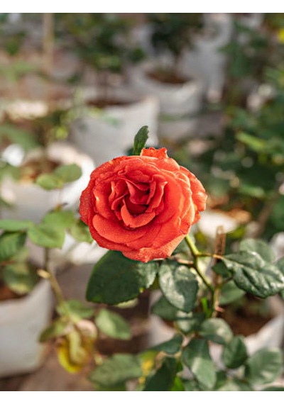Videolu Yediveren Kokulu 1 Adet Somon Gül Fidanı 10-15 Cm Saksılı Salmon Rose